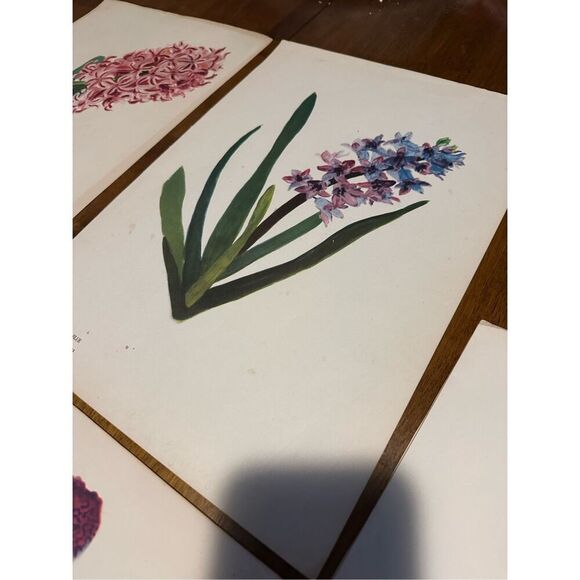 Flowers Drawn by Arlette Davids Text by Princess Bibesco prints Purple  10x14” - Picture 5 of 9